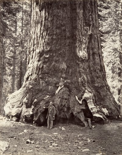 A Grizzly Giant metszete, 101 láb kerülete, 1865-66, nyomtatva kb. 1876. alkotó: Carleton Emmons Watkins