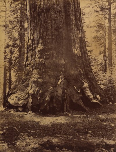 A Grizzly Giant szakasza Galen Clarkkal, Mariposa Grove, Yosemite, 1865-66. alkotó: Carleton Emmons Watkins