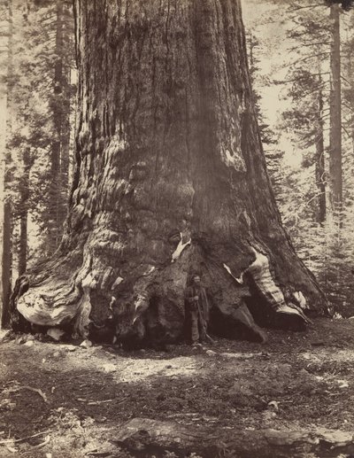 A Grizzly Giant szakasza Galen Clarkkal, Mariposa Grove, Yosemite, 1865-66, nyomtatva kb. 1876. alkotó: Carleton Emmons Watkins