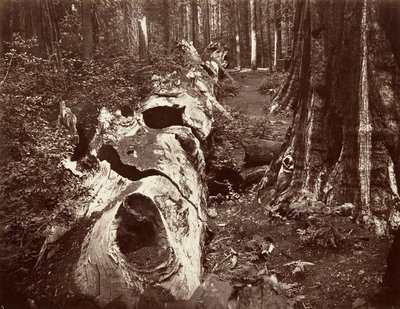 The Father of the Forest, 112 láb kerület, Calaveras Grove, 1865-66, nyomtatott kb. 1876. alkotó: Carleton Emmons Watkins