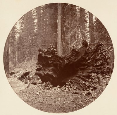 Az erdő atyja 450 ft C. Grove, kb. 1878. alkotó: Carleton Emmons Watkins