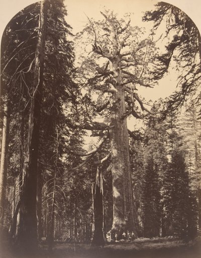 The Grisly Giant, Mariposa Grove, Yosemite, 1861. alkotó: Carleton Emmons Watkins