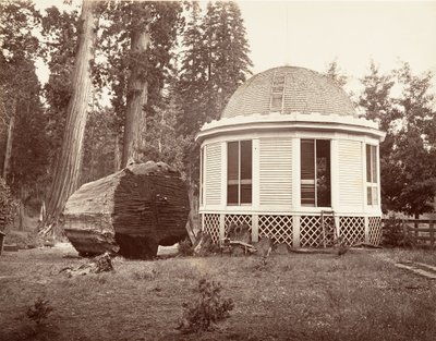 A nagy fa tuskója fölé épült ház, 1865-66, nyomtatott kb. 1876. alkotó: Carleton Emmons Watkins