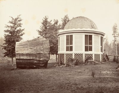 A ház egy nagy fa tuskója fölött, 1865-66, nyomtatott kb. 1876. alkotó: Carleton Emmons Watkins