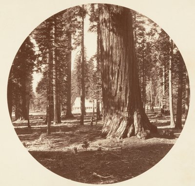 A Mammoth Grove Hotel a Grove-ból - Calaveras, kb. 1878. alkotó: Carleton Emmons Watkins