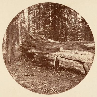 The Miners Cabin - Calaveras Grove, kb. 1878. alkotó: Carleton Emmons Watkins