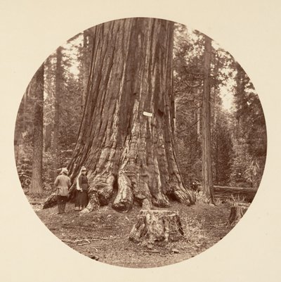 Az erdő büszkesége - Calaveras Grove, kb. 1878. alkotó: Carleton Emmons Watkins