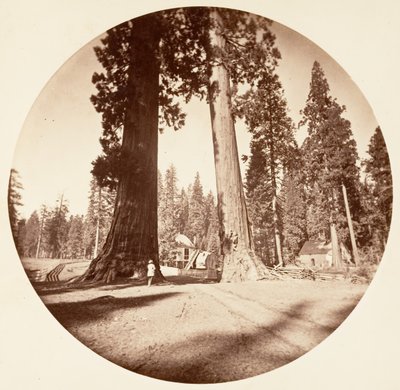 The Sentinels - Calaveras Grove, kb. 1878. alkotó: Carleton Emmons Watkins