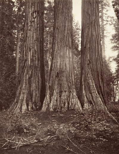 The Three Graces, 272 láb, 1865-66, nyomtatott kb. 1876. alkotó: Carleton Emmons Watkins