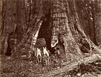 A háromlábú állvány, 94 láb kerületű, 1865-66, nyomtatott kb. 1876. alkotó: Carleton Emmons Watkins