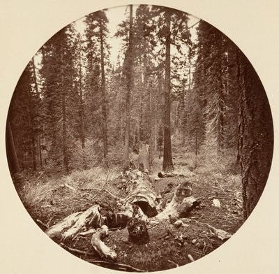 [Yosemite Nemzeti Park, Kalifornia], kb. 1878. alkotó: Carleton Emmons Watkins