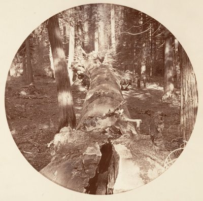 [Yosemite Nemzeti Park, Kalifornia], kb. 1878. alkotó: Carleton Emmons Watkins