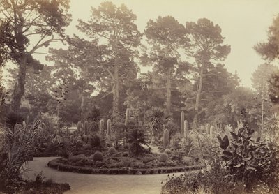 [Arizonai kert, Hotel del Monte, Monterey] alkotó: Carleton Watkins