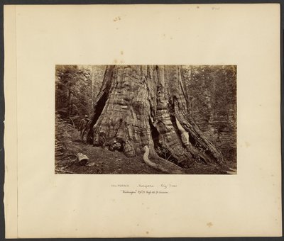 [Kalifornia - Mariposa Big Trees, "Washington" 270 láb magas, 92 láb körméretű.] alkotó: Carleton Watkins