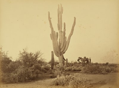 [Cereus giganteus, S.P.R.R., Arizona.] alkotó: Carleton Watkins