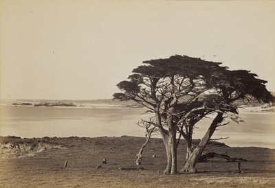 Parti látkép Monterey közelében alkotó: Carleton Watkins