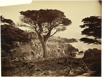 [Cypress Point, Monterey] alkotó: Carleton Watkins