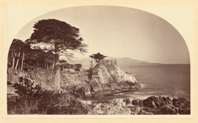 [Cypress Point a Cypress Drive felől, Monterey, Kalifornia] alkotó: Carleton Watkins