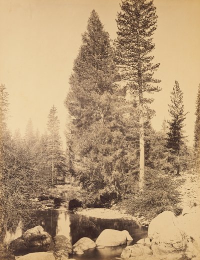 [Duglászfenyő Clarksnál] / [A duglászfenyő] alkotó: Carleton Watkins