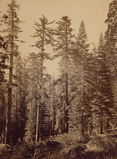 [Erdei jelenet] / [Cukorfenyők] alkotó: Carleton Watkins