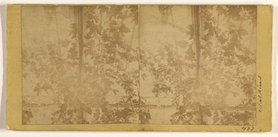 Weinreben alkotó: Carleton Watkins