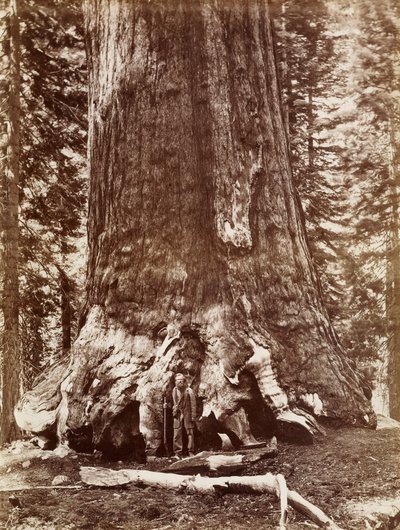 Grizzly óriás átmérő 33 Ft. Mariposa liget alkotó: Carleton Watkins