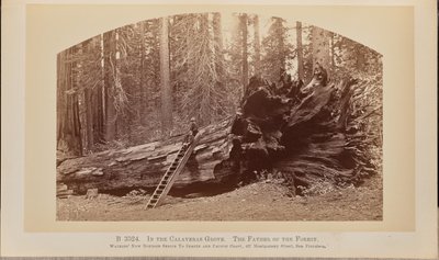 A Calaveras ligetben. Az erdő atyja alkotó: Carleton Watkins