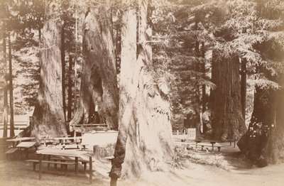 [Piknikasztal egy mamutfenyőligetben] alkotó: Carleton Watkins