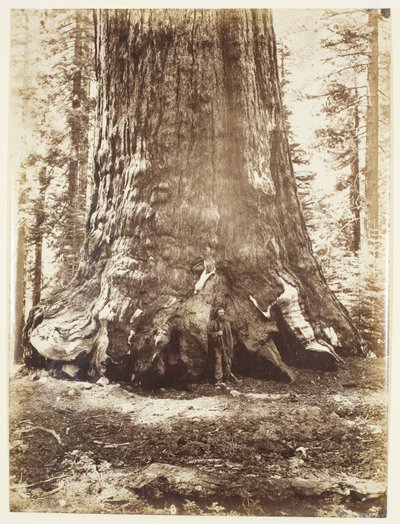 A Grizzly Giant szakasza Galen Clarkkal, Mariposa Grove, Yosemite alkotó: Carleton Watkins