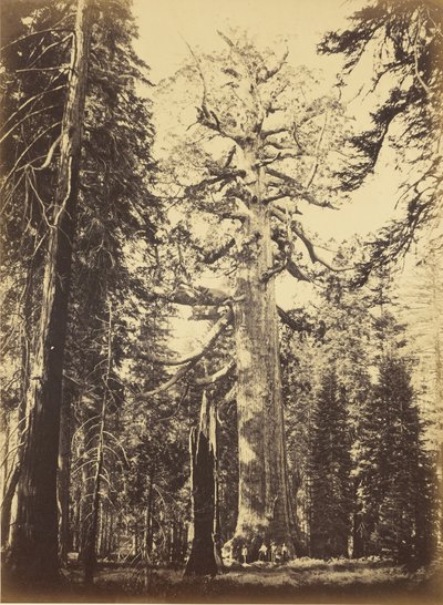 Sequoia gigantea - „Grizzly Giant” - Mariposa Grove alkotó: Carleton Watkins