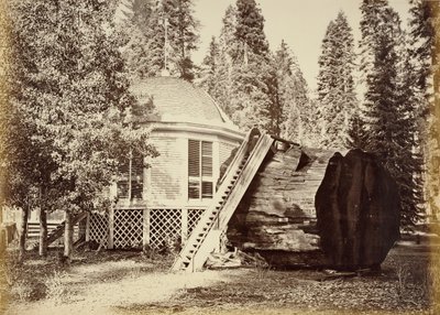 A pavilon a fatönkön, 28 láb átmérőjű alkotó: Carleton Watkins
