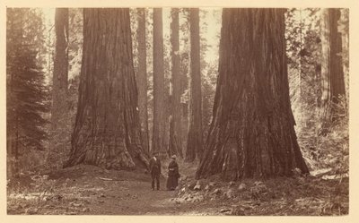 A három grácia, Calaveras Grove alkotó: Carleton Watkins