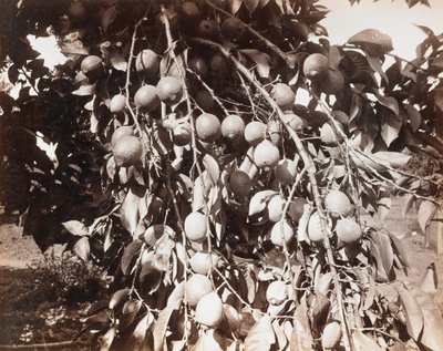 Cím nélkül [gyümölcs a fán] alkotó: Carleton Watkins