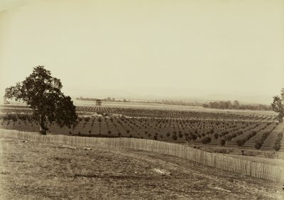 [Fiatal gyümölcsös, Palermo, Butte megye] alkotó: Carleton Watkins