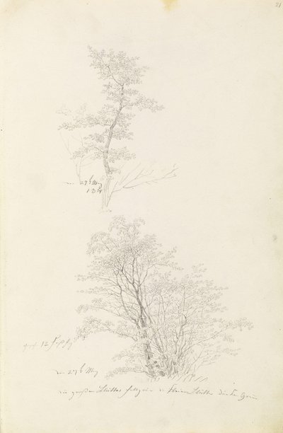 Fiatal fák csoportja alkotó: Caspar David Friedrich