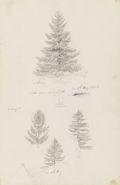 fenyő és három tanulmány lucfenyő alkotó: Caspar David Friedrich
