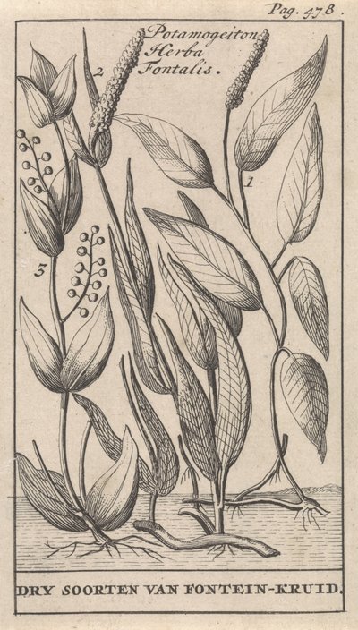 Háromféle tavifű Potamogeton Herba Fontalis / Dry Species of Fountain Herb (cím a tárgyon) alkotó: Caspar Luyken
