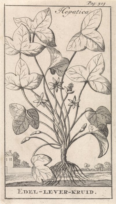 májfű Hepetica / Noble-Liver-Herb (cím a tárgyon) alkotó: Caspar Luyken