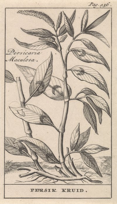 őszibarack fűszer Persicaria Maculosa / Peach Herb (cím a tárgyon) alkotó: Caspar Luyken