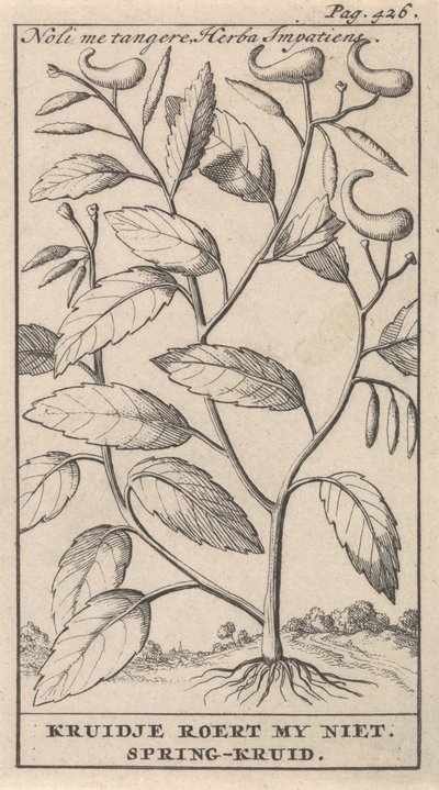 tavaszi gyógynövény Noli me tangere, Herba Impatiens / Kruidje nem kavar. Tavaszi gyógynövény (cím a tárgyon) alkotó: Caspar Luyken