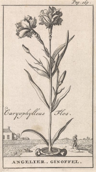Címlap és nyolc nyomat virággal Anjelier Caryophylleus Flos / Angelier. Ginoffel (cím a tárgyon) alkotó: Caspar Luyken