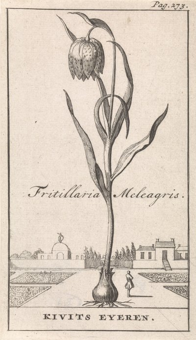 Címlap és nyolc nyomat virággal Kievitsbloem Fritillaria Meleagris / Kivits Eyeren (cím a tárgyon) alkotó: Caspar Luyken