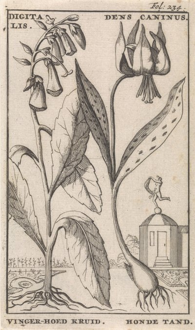 Címlap és nyolc nyomat virággal Gyűszűvirág és kutyafog digitális. Dens Caninus / Finger-hat Herb. Kutyafog (cím a tárgyon) alkotó: Caspar Luyken