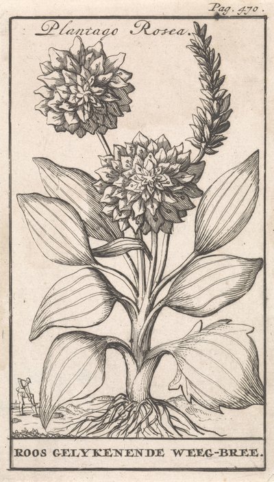 Címlap és nyolc nyomat virággal Weegbree Plantago Rosea / Roos gelykenende Weeg-bree (cím a tárgyon) alkotó: Caspar Luyken