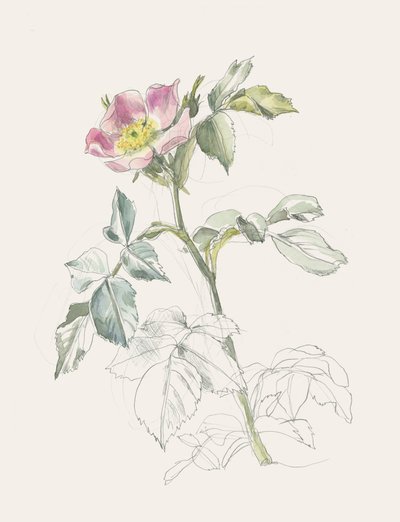 Finom rózsaszín vadrózsa alkotó: Catalina Somolinos