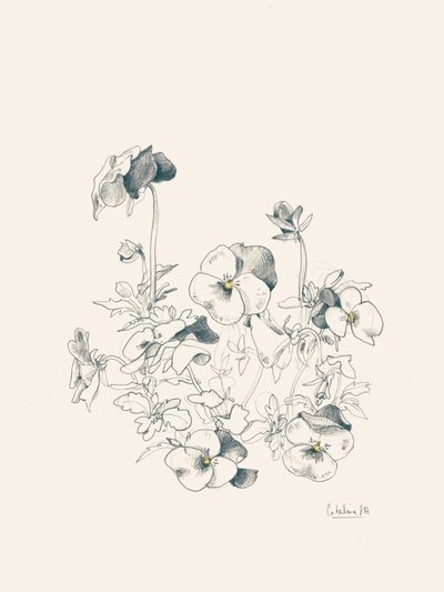 Pansy botanikai vázlat alkotó: Catalina Somolinos