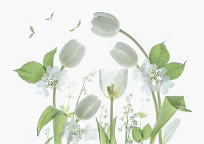 Éteri fehér tulipánok alkotó: Catherine Wang