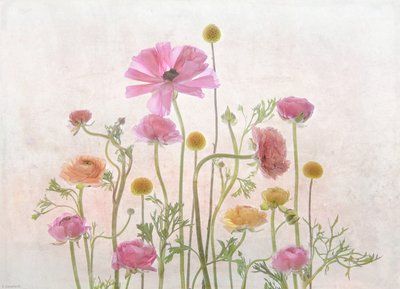Halványrózsaszín ranunculus alkotó: Catherine Wang