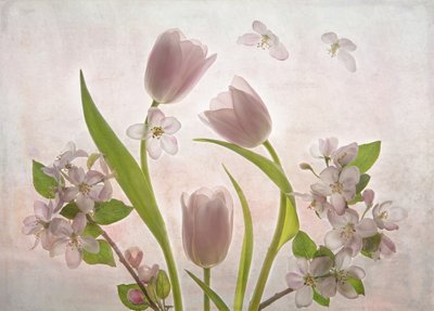 Puha rózsaszín tulipánvirágok alkotó: Catherine Wang