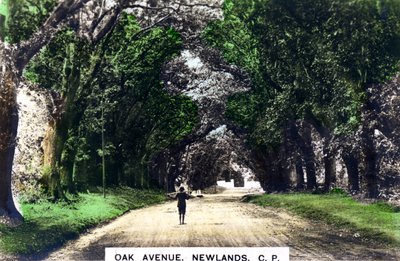 Oak Avenue, Newlands, Johannesburg, Gauteng, Dél-Afrika, 1920-as évek. alkotó: Cavenders Ltd